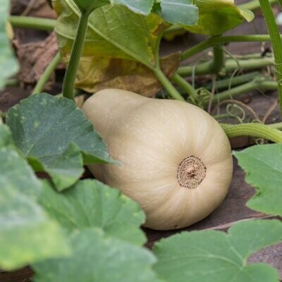 Butternuts - EPICURIE