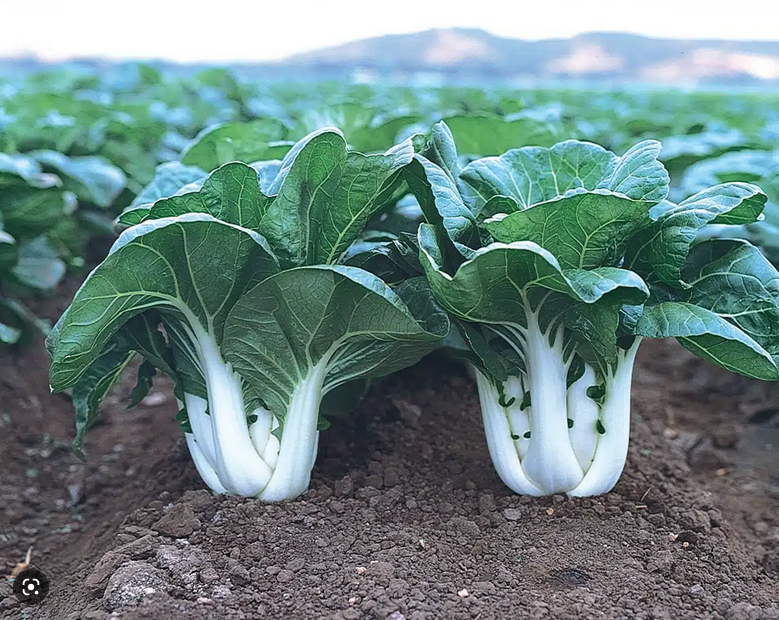 Pak Choï - EPICURIE