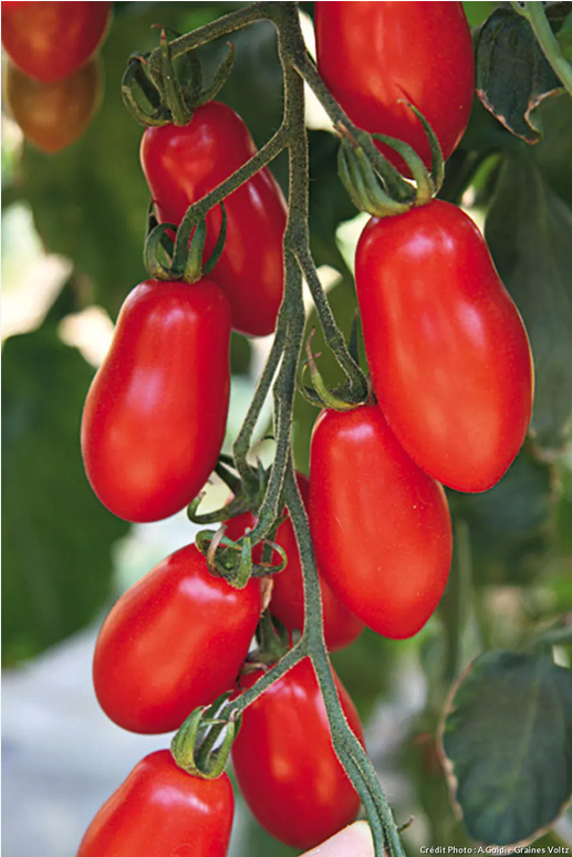 Tomates Mini San Marzano - BIO IT