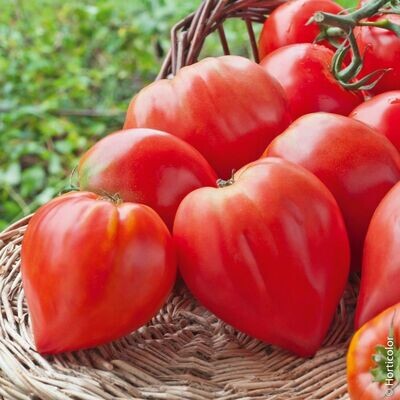 Tomates Coeur de boeuf - BIO BE