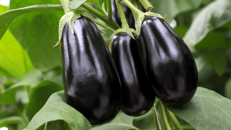 Aubergine - EPICURIE