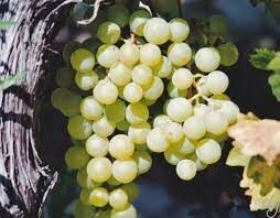 Raisin blanc Vittoria - BIO IT