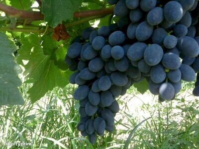 Raisin noir - BIO ES
