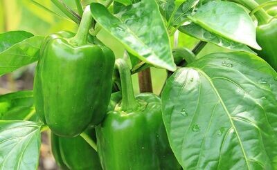 Poivron vert - EPICURIE