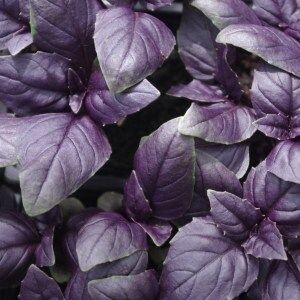 Basilic mauve - EPICURIE