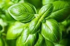 Basilic vert - EPICURIE