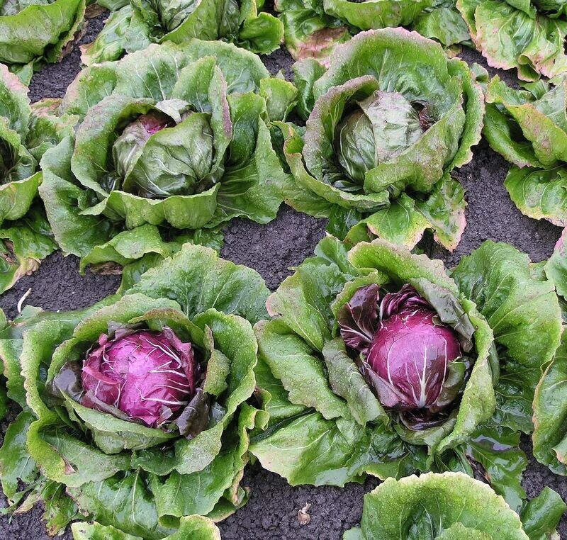 Radicchio - EPICURIE
