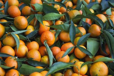 Clémentine - BIO IT