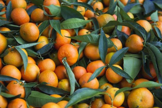 Clémentine - BIO IT