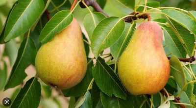 Poire conférence - BIO BE