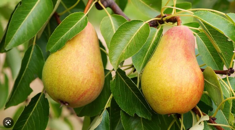 Poire conférence - BIO BE