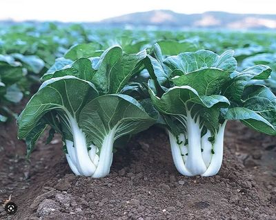 Pak Choï - EPICURIE