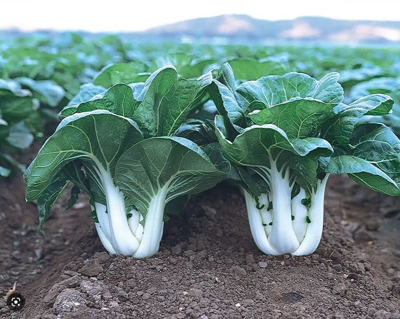 Pak Choï - EPICURIE