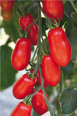 Tomates Mini San Marzano - BIO IT