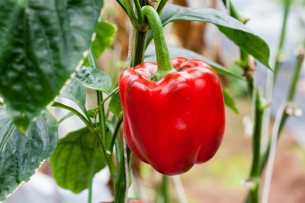 Poivron rouge - BIO
