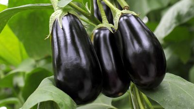 Aubergine - EPICURIE