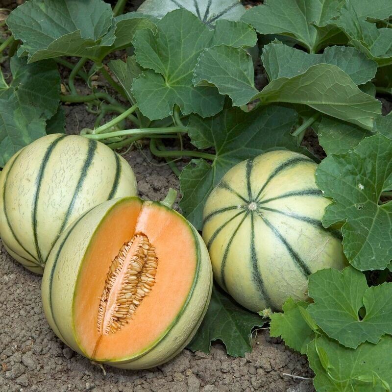 Melon Charentais - EPICURIE