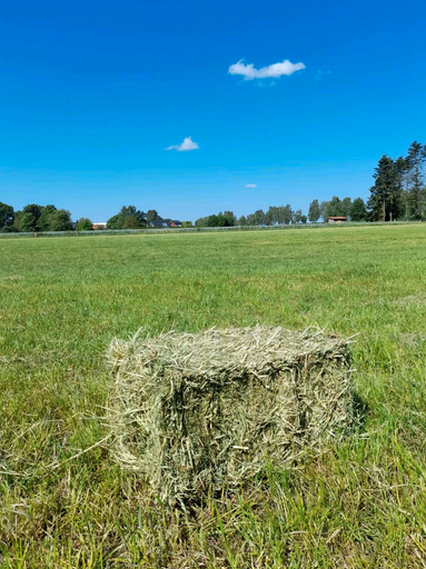 Wiesenheu sonnengetrocknet, Heu