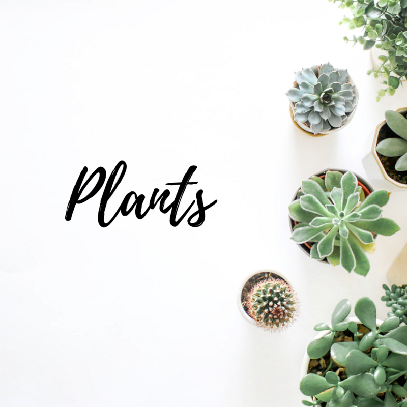 Plants