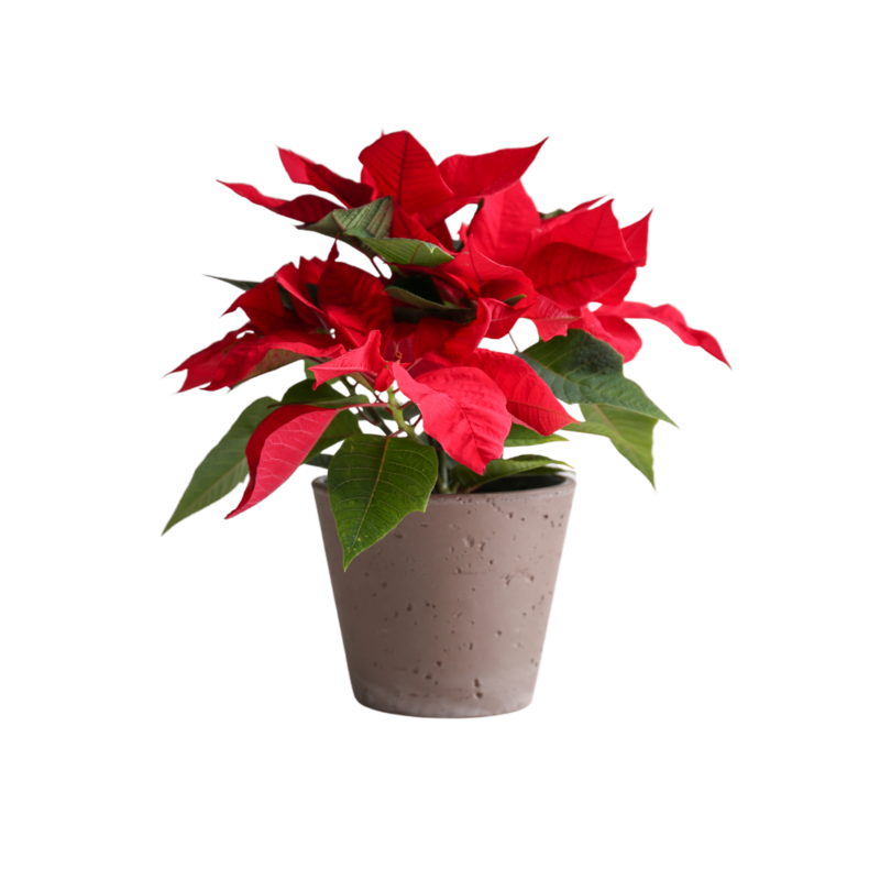 Poinsettia