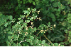 Barberry Capsule (Berberis Vulgaris)