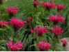 Bergamot Oil (Monarda Didyma)