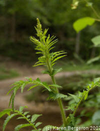 Agrimony (Agrimonia Parviflora)