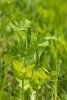 Alfalfa Seed (Medicago Sativa)