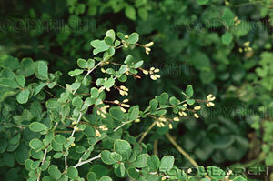 Barberry Capsule (Berberis Vulgaris)