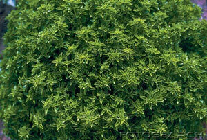 Basil Cut (Ocimum Basilicum)