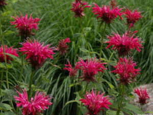 Bergamot oil (Monarda Didyma)