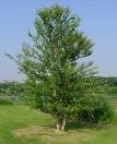 Birch Root Powder (Betula Alba)
