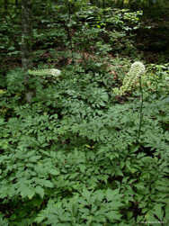 Black Cohosh Root (Cimicifuga Racemosa)