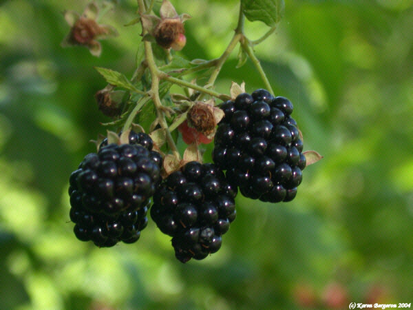 Blackberry (Rubus Laciniatus)