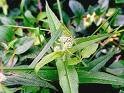 Boneset(Eupatorium Perfoliatum)