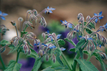 Borage (Borago Officinalis)