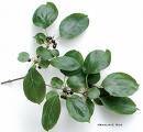 Buckthorn Capsule (Rhamnus Frangula)