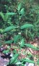 Bugleweed (Ajuga Reptains)