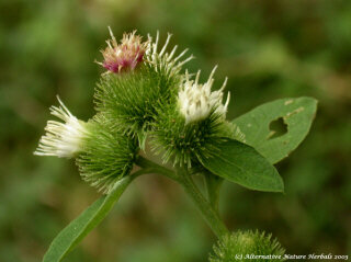 Burdock Capsule (Arctium Lappa)