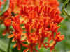 Butterflyweed Capsule  (Asclepias Tuberosa)