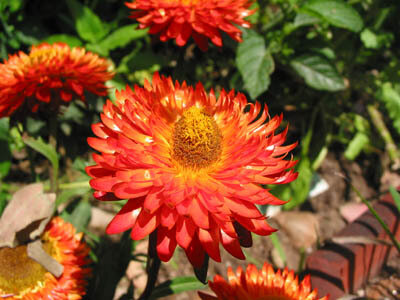 Calendula Capsule (Calendula Officinalis)