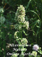Catnip Capsule (Nepeta Cataria)