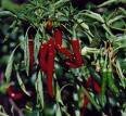 Cayenne Capsule (Capsicum Minimum)