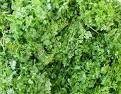 Chervil (Anthriscus Cerefolium)