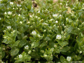 Chickweed Capsule (Stellaria Media)