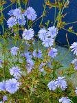 Chicory (Cichorium Intybus)