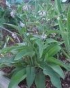 Comfrey (Symphtum Officinale)