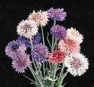 Cornflower Powder (Centaurea Cyanus)