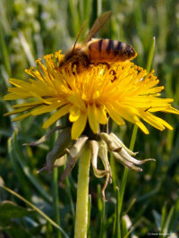 Dandelion (Taraxacum Officinale)