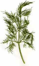 Dill Powder (Anethum Gravelens)
